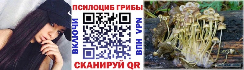 Псилоцибиновые грибы мицелий  где купить наркоту  Благодарный 